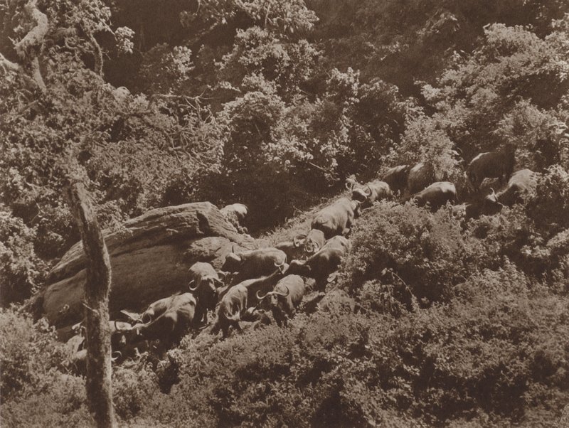 Buffalo i omslaget av Marcuswell Maxwell