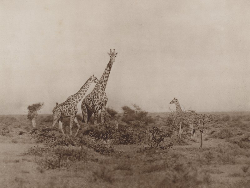 Giraffer i skrubben av Marcuswell Maxwell