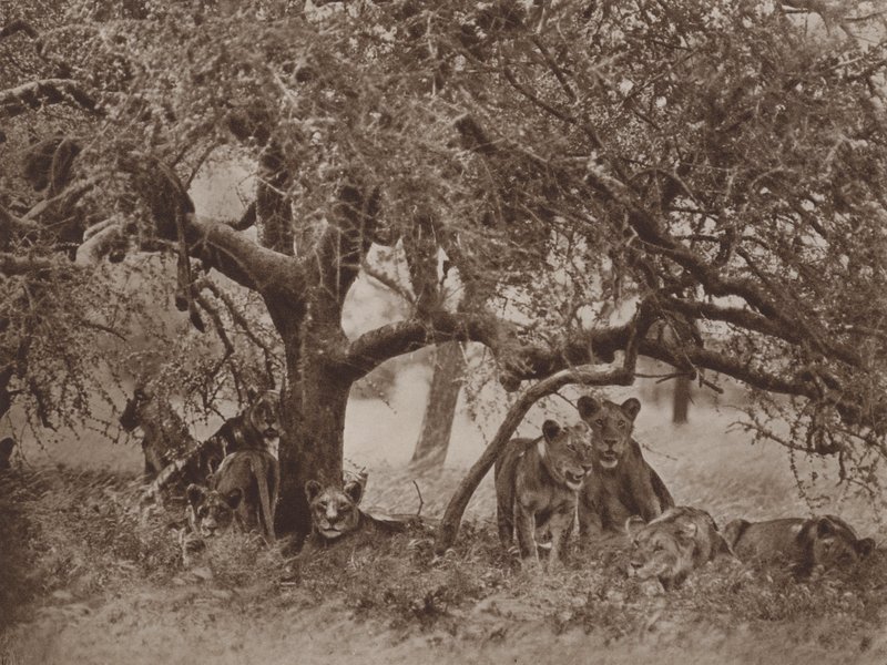 Den störda siestan av Marcuswell Maxwell