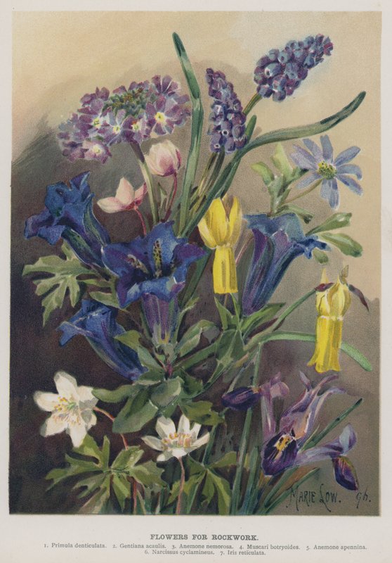 Blommor för Rockwork av Marie Low