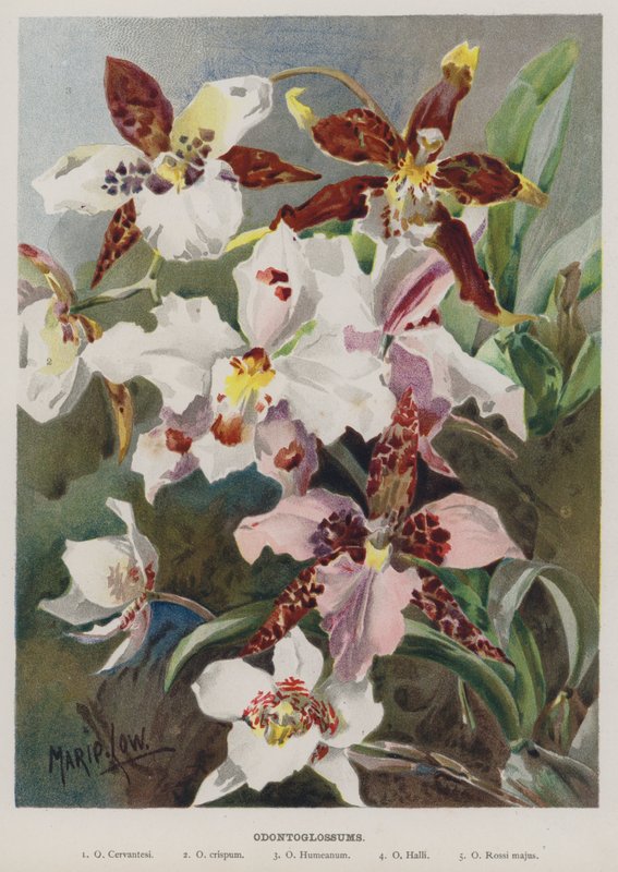 odontoglossum av Marie Low