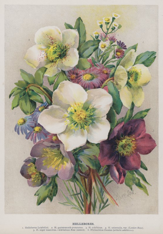 Hellebores av Marie Low