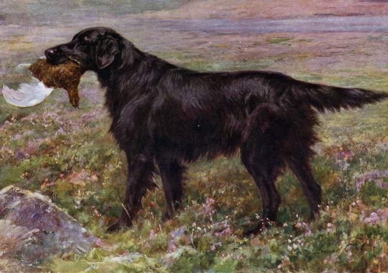 Flat-Coated Retriever Champion High Legh Blarney av Maud Earl