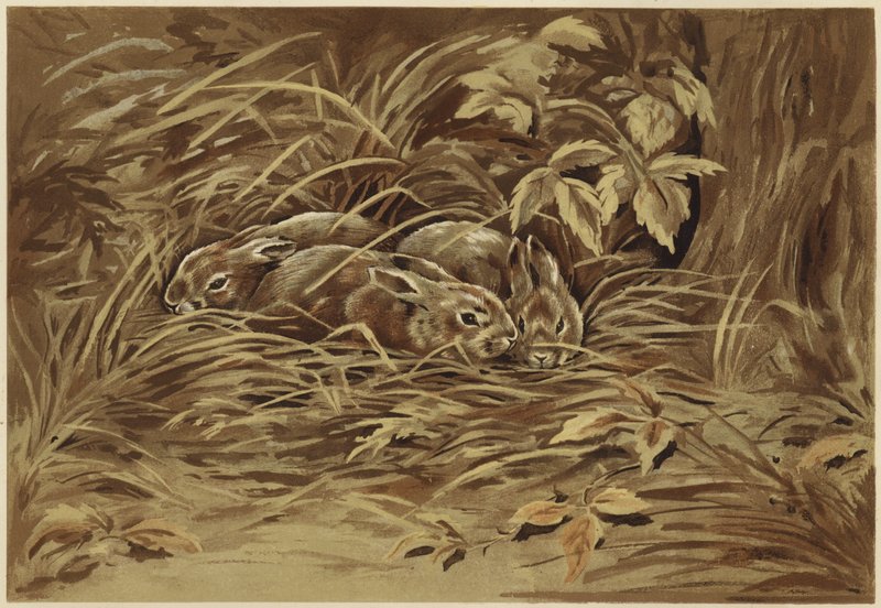 Små harar (litho) av N. Parker
