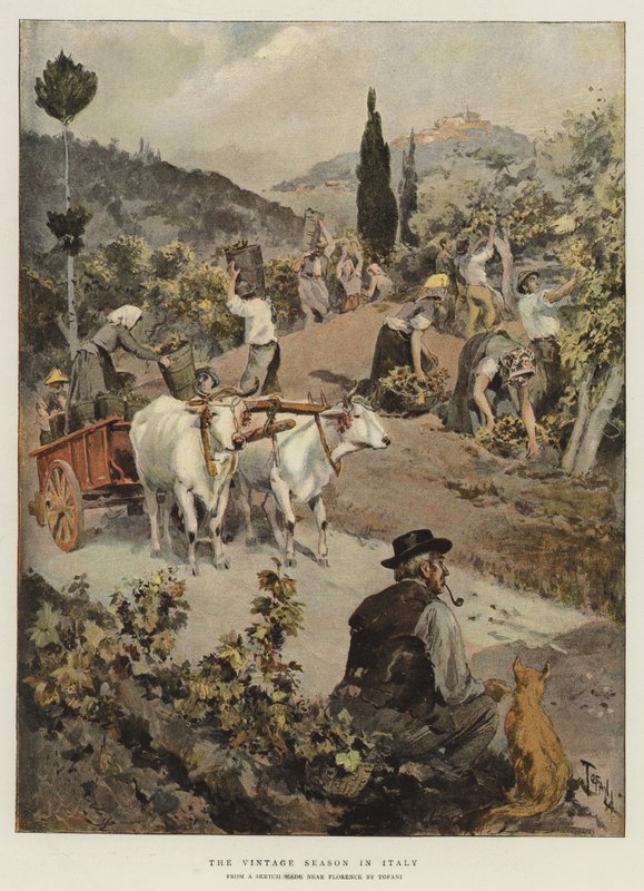 Vintagesäsongen i Italien av Oswaldo Tofani