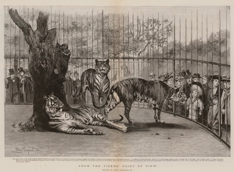 Från tigerns synvinkel av Percy Macquoid