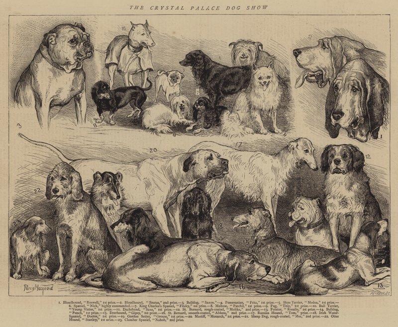 Crystal Palace Dog Show av Percy Macquoid