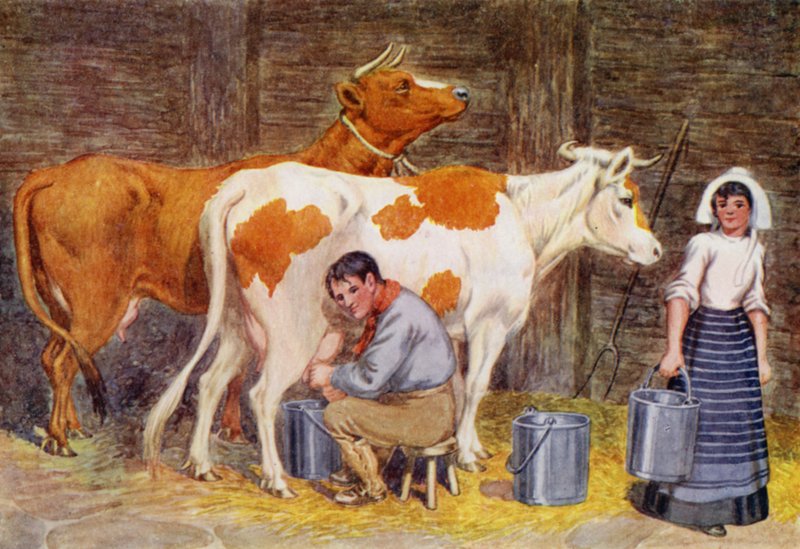Mjölkningstid (färg litho) av Percy James Billinghurst