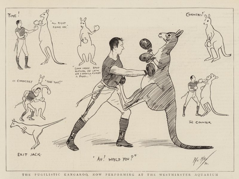 Pugilistic Kangaroo, som nu uppträder på Westminster Aquarium. av Phil May