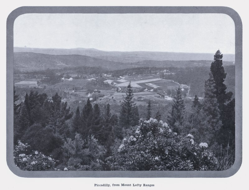Piccadilly, från Mount Lofty Ranges (s/v foto) av Photographer Australian