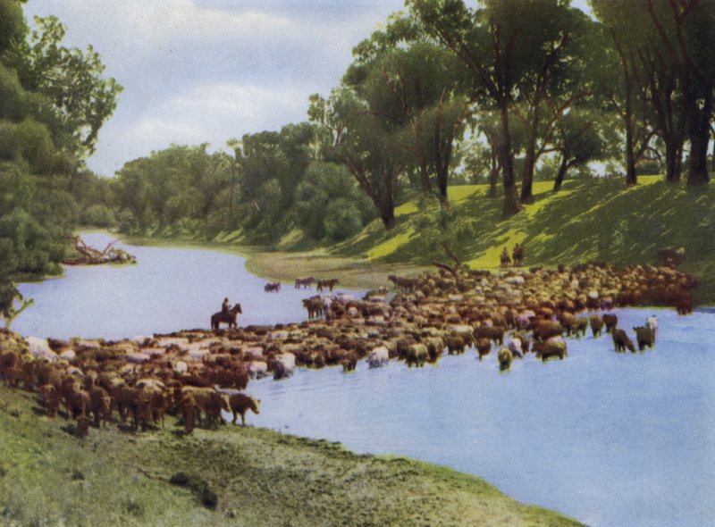 Queensland, Australien: Drivning av boskap nära Goondiwindi (foto) av Photographer Australian