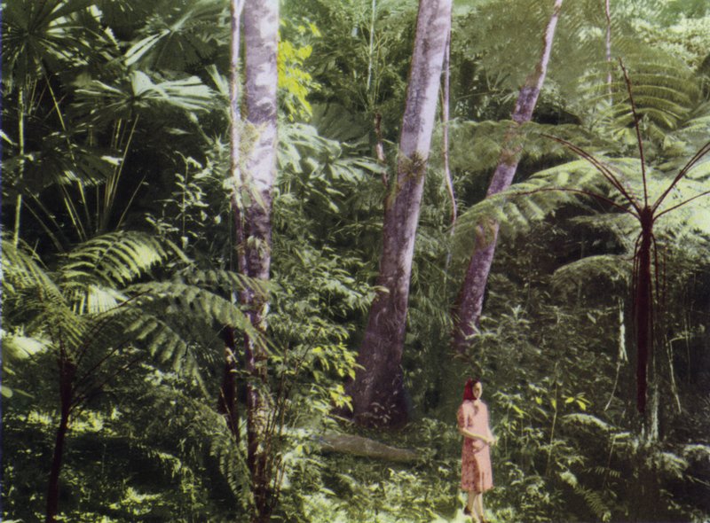 Queensland, Australien: Tropical Jungle (foto) av Photographer Australian