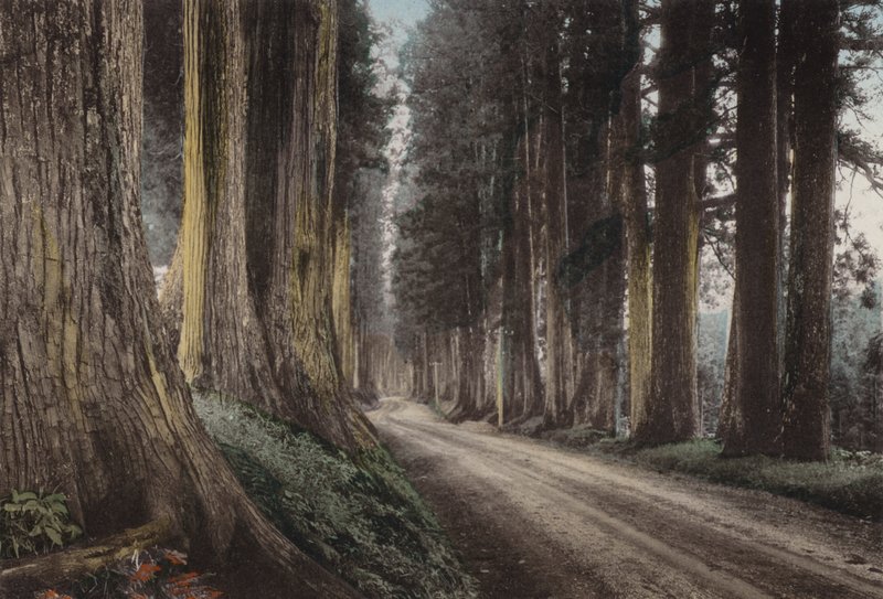 Japan, ca 1912: Cryptomeria Road, Nikko (foto) av Photographer Japanese