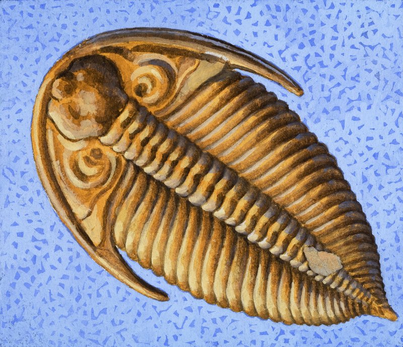 Fossil av R.B. Davis