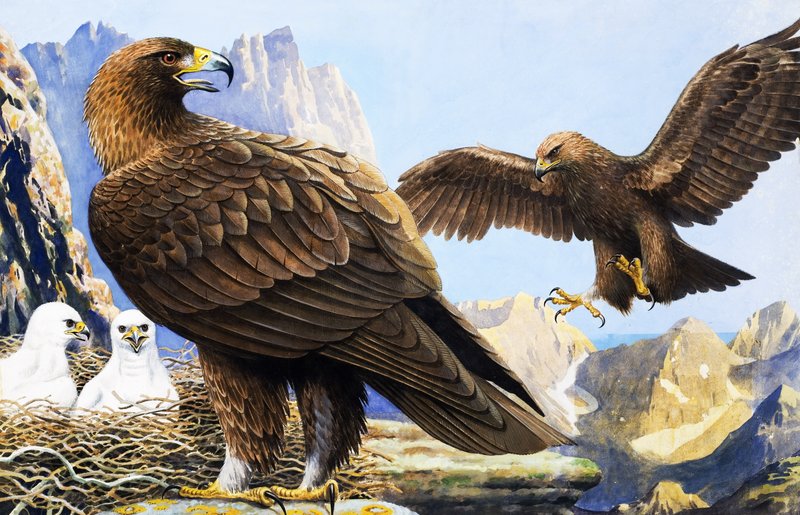 Fåglarnas konung, från "Nature Wonderland av R.B. Davis