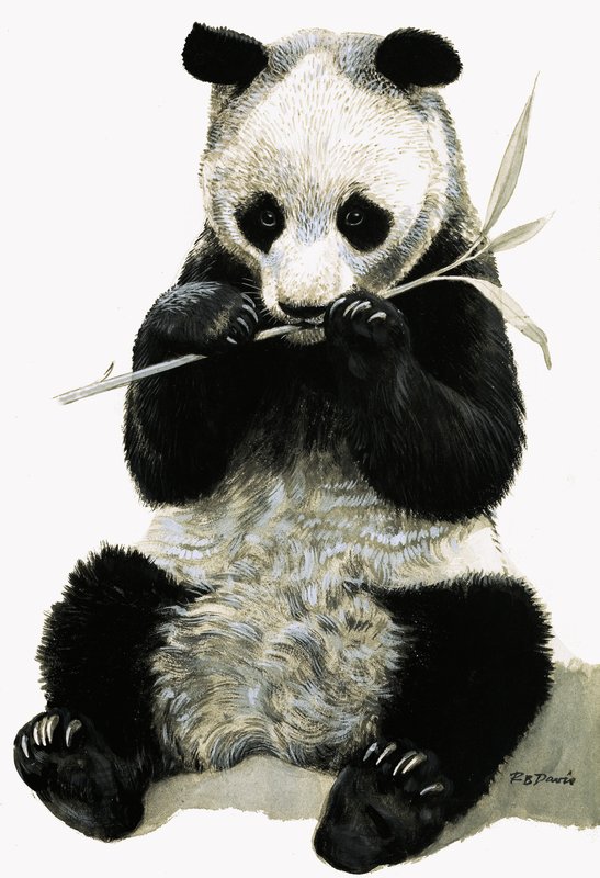 Panda av R.B. Davis