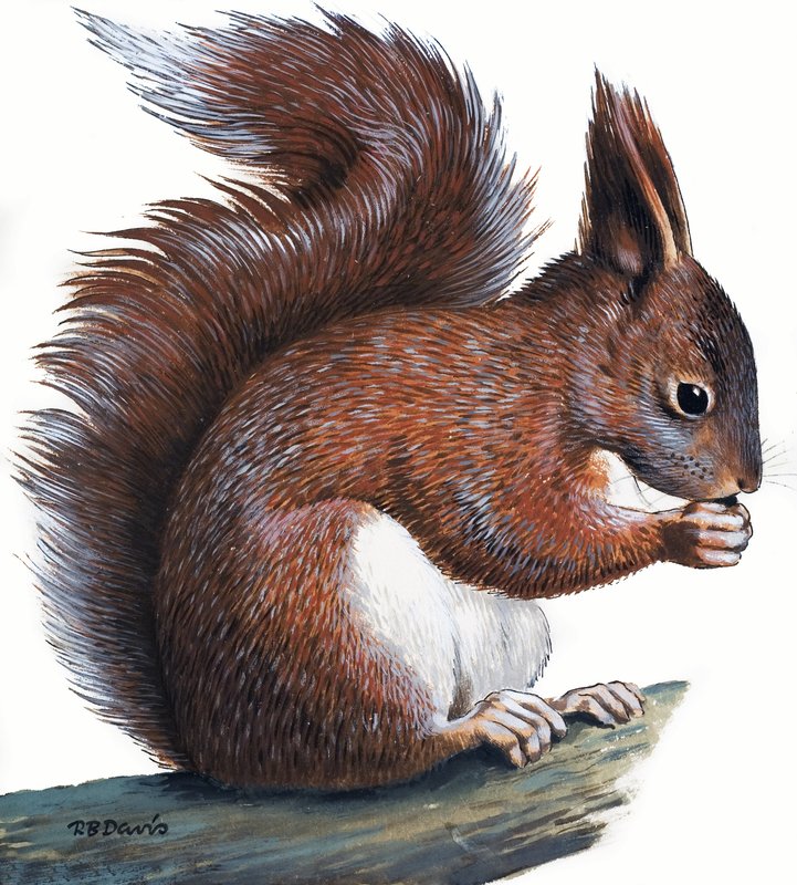 Red Squirrel (gouache på papper) av R.B. Davis