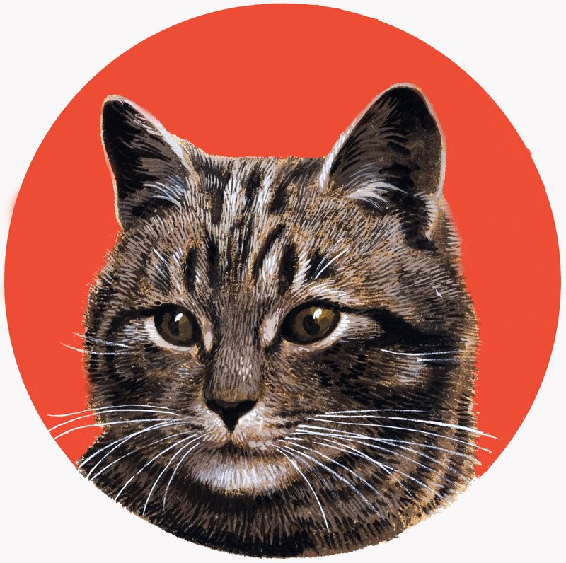 Tabby Cat, från "Treasure av R.B. Davis
