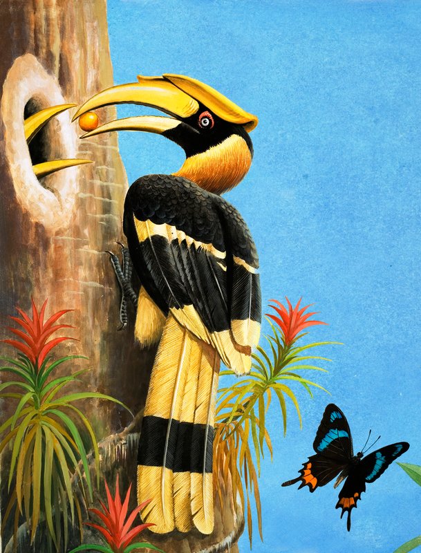 Hornbill av R.B. Davis