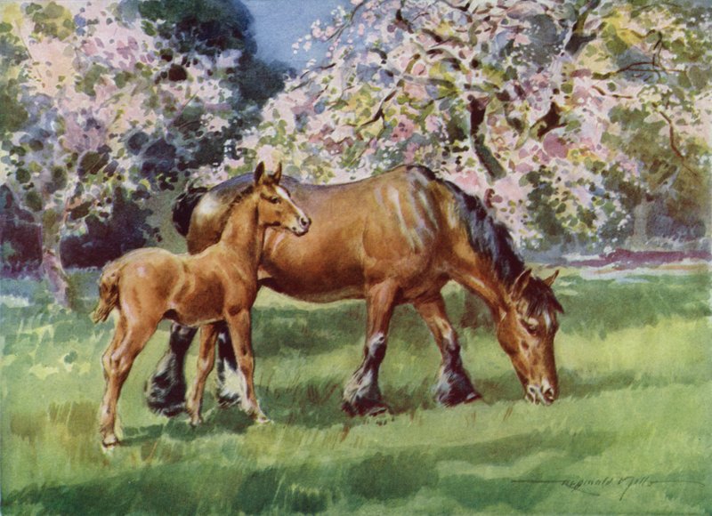 Illustration för My Farm (färg litho) av Reginald Mills