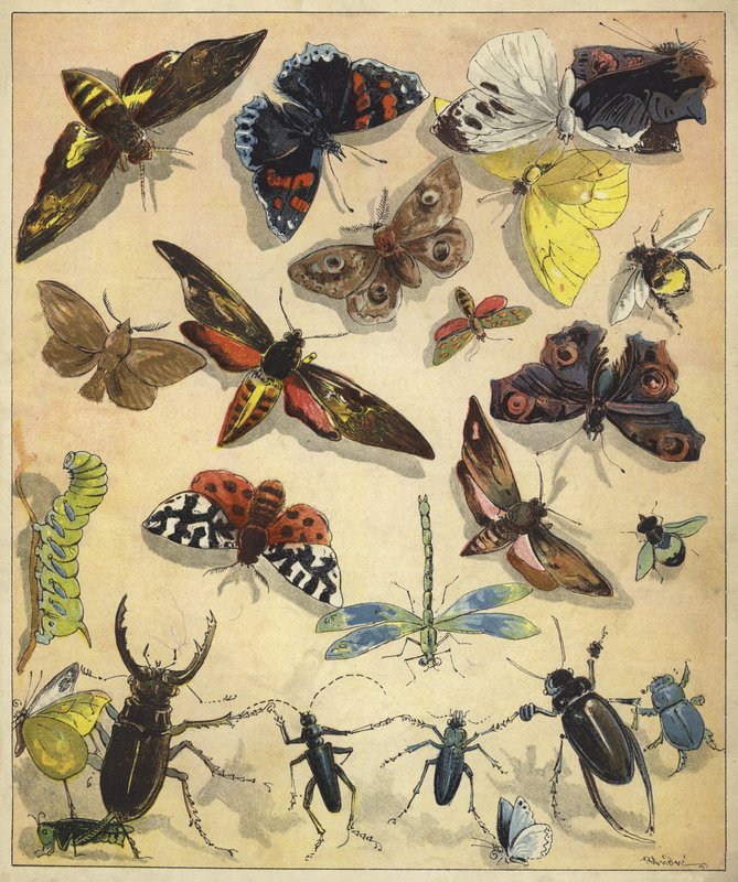 Insekter (chromolitho) av Richard Andre