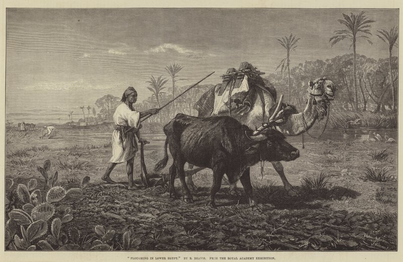 Plöjning i Nedre Egypten av Richard Beavis