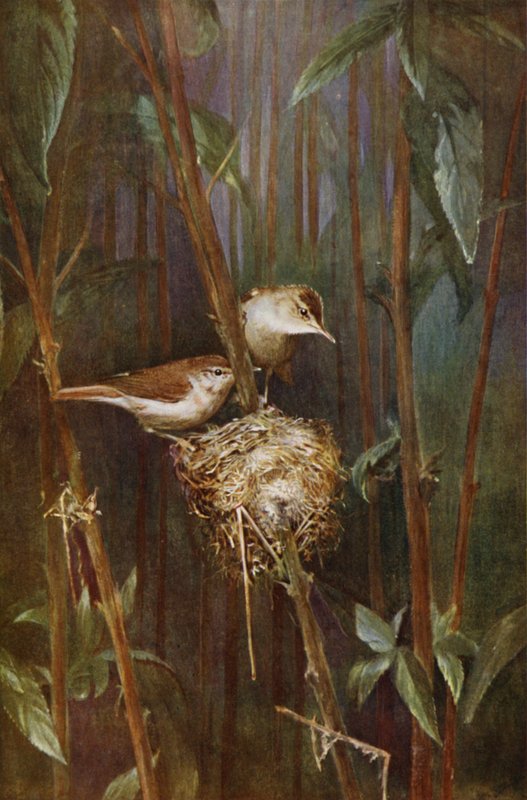 Vassångare (bild) av Richard and Cherry Kearton