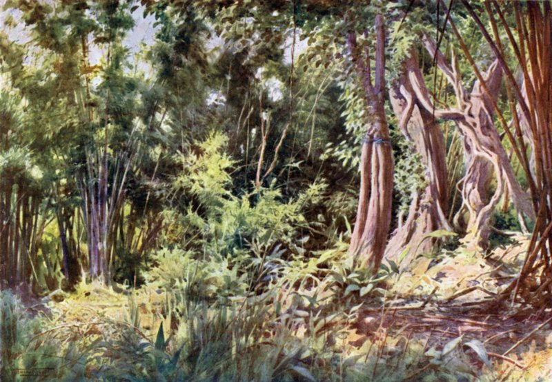 Djungel vid Delanchoon av Robert George Talbot Kelly