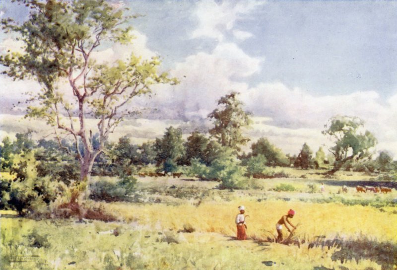 Skrubbdjungel av Robert George Talbot Kelly