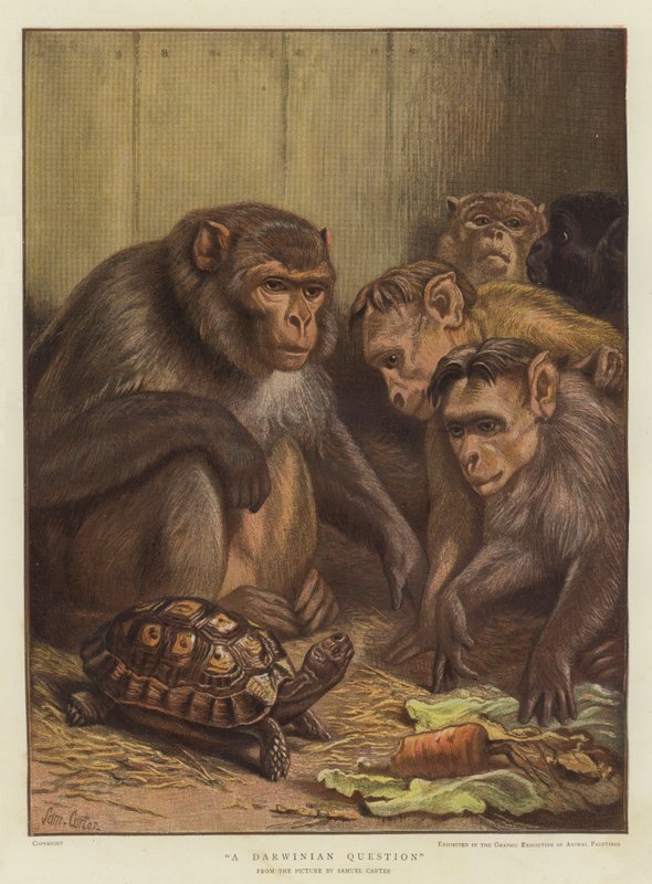 En darwinistisk fråga (chromolitho) av Samuel John Carter