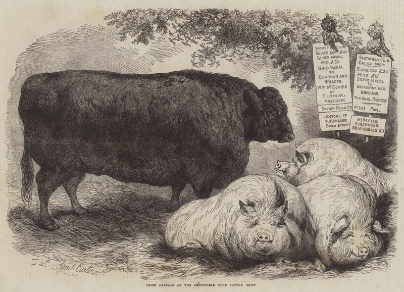 Prisdjur vid Smithfield Club Cattle Show av Samuel John Carter