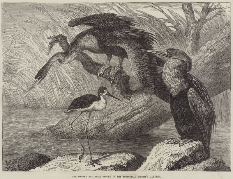 Darter- och stiltpipare i Zoologiska sällskapets trädgårdar av Samuel John Carter
