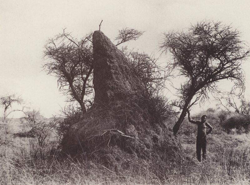 A Mammoth Antheap (s/v foto) av South African Photographer
