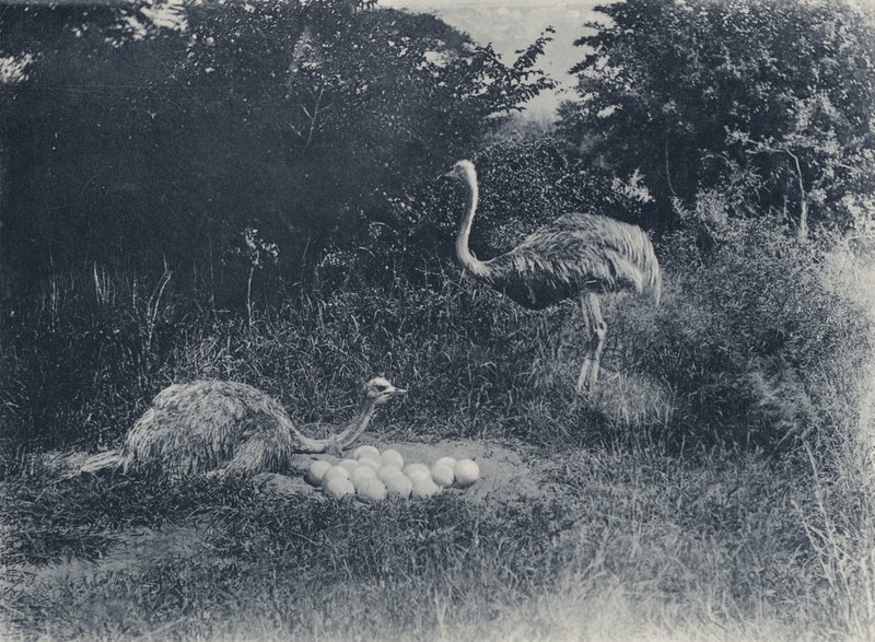 Strutsar och ägg (s/v foto) av South African Photographer