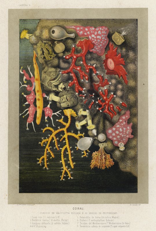 Korall (chromolitho) av Spanish School