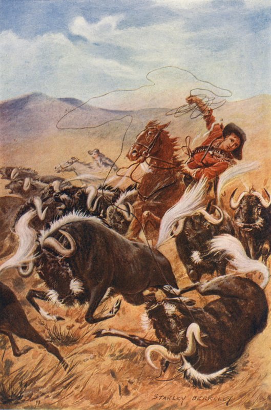 Cowboy fångar myskoxar med lasso (färglitografi) av Stanley (after) Berkeley