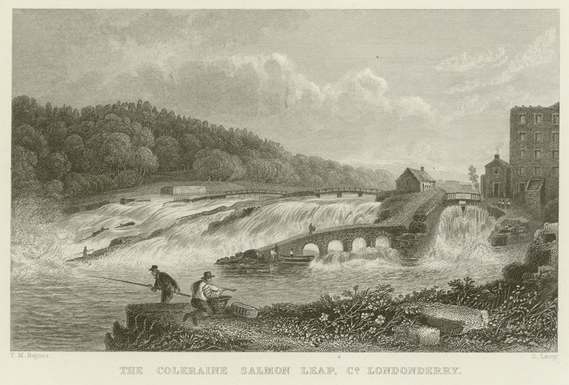 Coleraines laxhopp av Thomas Mann Baynes