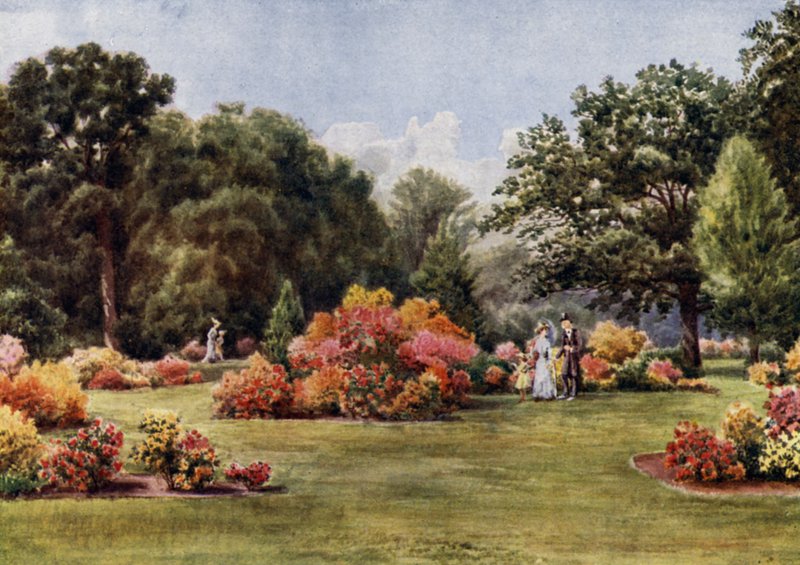 Kew Gardens: The Azalea (färg litho) av Thomas Mower Martin