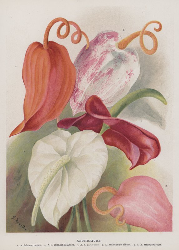 Anthurium av Unbekannt Unbekannt