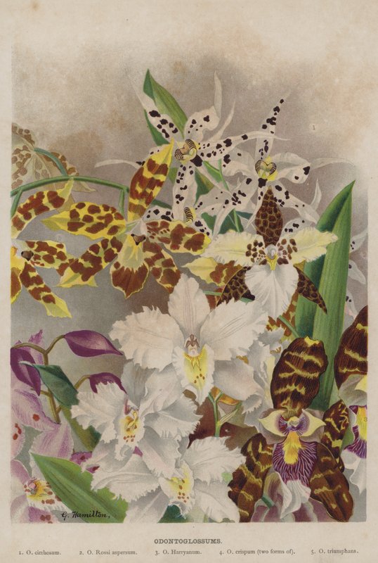 odontoglossum av Unbekannt Unbekannt