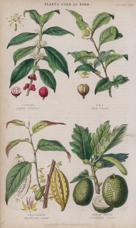 Kaffe; Te; Choklad; Brödfrukt (färgad gravyr) av W. Fitch