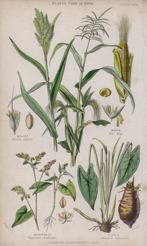 Hirs; Majs; Bovete; Taro (färgad gravyr) av W. Fitch