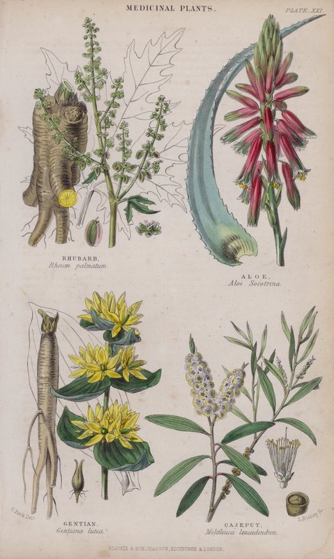 Rabarber; Aloe; Gentiana; Cajeput (färgad gravyr) av W. Fitch