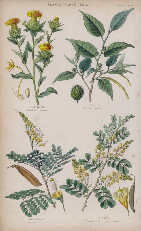 Safflor; Fustic; Brasilwood; Logwood (färgad gravyr) av W. Fitch