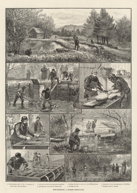 Fiskodling, en öringfarm i Surrey av Walter Paget