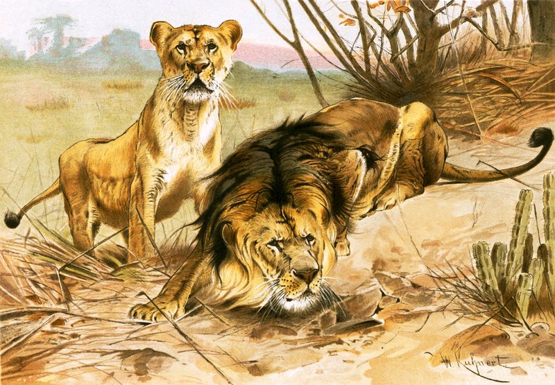 Lejon och lejoninna av Wilhelm Kuhnert