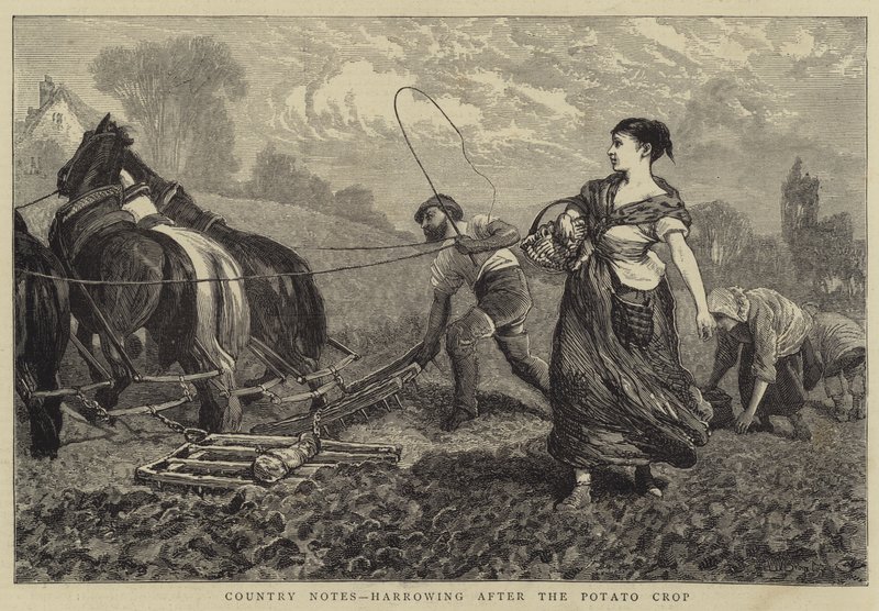 Landsanteckningar, harvande efter Potatisgrödan av William III Bromley