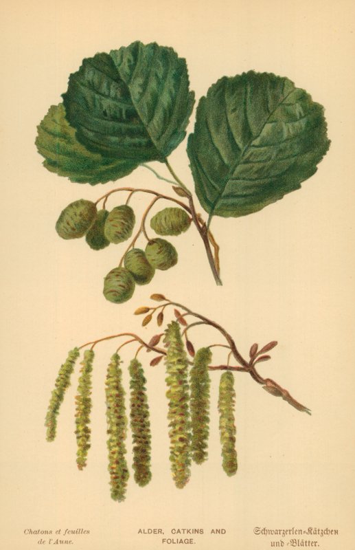 Alder, kattungar och bladverk av William Henry James Boot