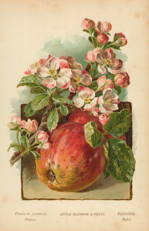 Äppelblom och frukt av William Henry James Boot