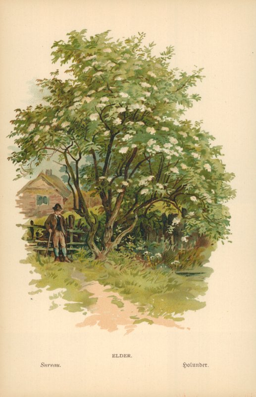 Äldre av William Henry James Boot